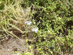 Plumbago auriculata