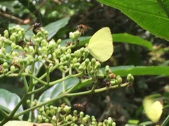 Gandaca harina distanti