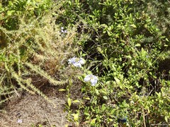Asparagus albus