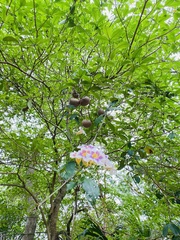 Bignonia potosina