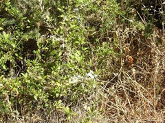 Angiospermae
