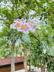 Bignonia potosina