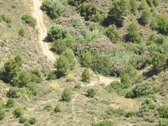 Pinus halepensis
