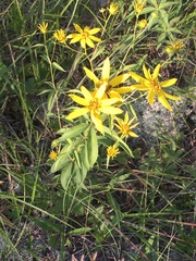 Coreopsis major