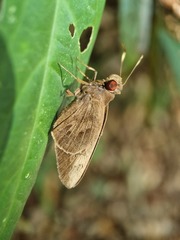 Erionota acroleuca