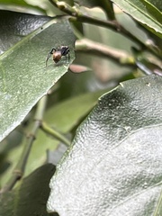 Camponotus chrysurus