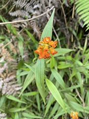 Elleanthus aurantiacus