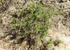Angiospermae