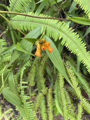 Elleanthus aurantiacus