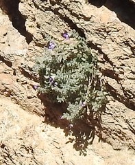 Campanula mollis