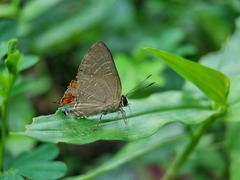 Deudorix epijarbas