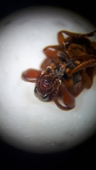Himatolabus pubescens