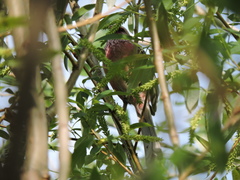 Carpodacus sibiricus