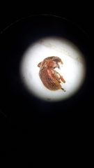Himatolabus pubescens