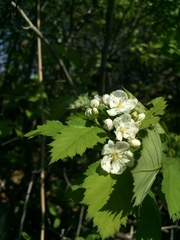 Crataegus fluviatilis