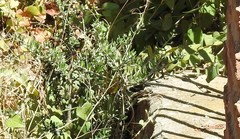Olea europaea