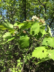 Crataegus fluviatilis