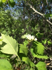Crataegus fluviatilis