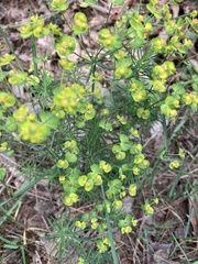 Euphorbia cyparissias