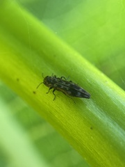 Agrilus lecontei