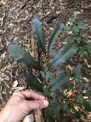 Anthocarapa nitidula