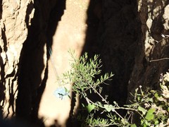 Rhamnus oleoides