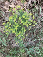 Euphorbia cyparissias