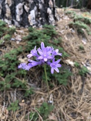 Dichelostemma multiflorum