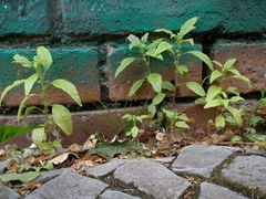 Parietaria pensylvanica