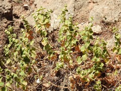 Pseudodictamnus hirsutus