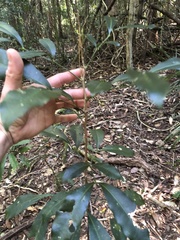 Anthocarapa nitidula