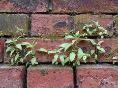 Parietaria pensylvanica