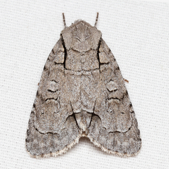 Acronicta radcliffei