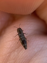 Agrilus lecontei