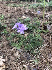 Dichelostemma multiflorum