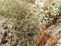 Asparagus albus