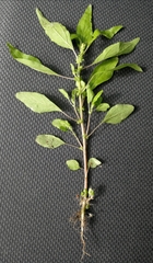 Parietaria pensylvanica