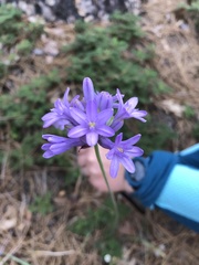 Dichelostemma multiflorum
