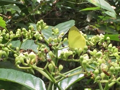 Gandaca harina distanti