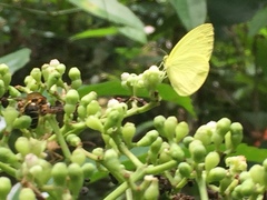 Gandaca harina distanti