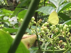 Gandaca harina distanti