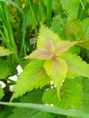 Lamium album