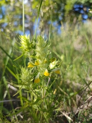 Melampyrum barbatum