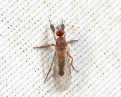 Hilara seriata