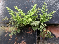 Asplenium ruta-muraria