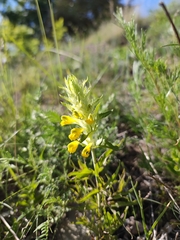 Melampyrum barbatum