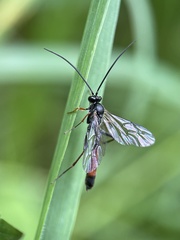 Limneriini