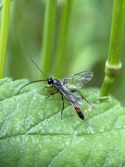 Limneriini