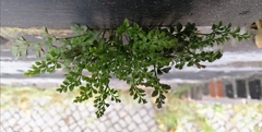 Asplenium ruta-muraria
