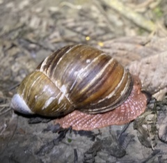 Megalobulimus popelairianus